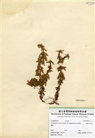 藏品(長柄千層塔)的圖片